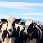 Cows (Longmont Dairy Farm)