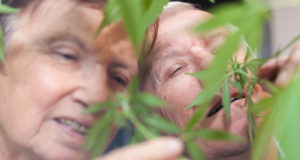 Pot use among seniors keeps going up