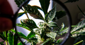 A dank new super-bug killer… maybe