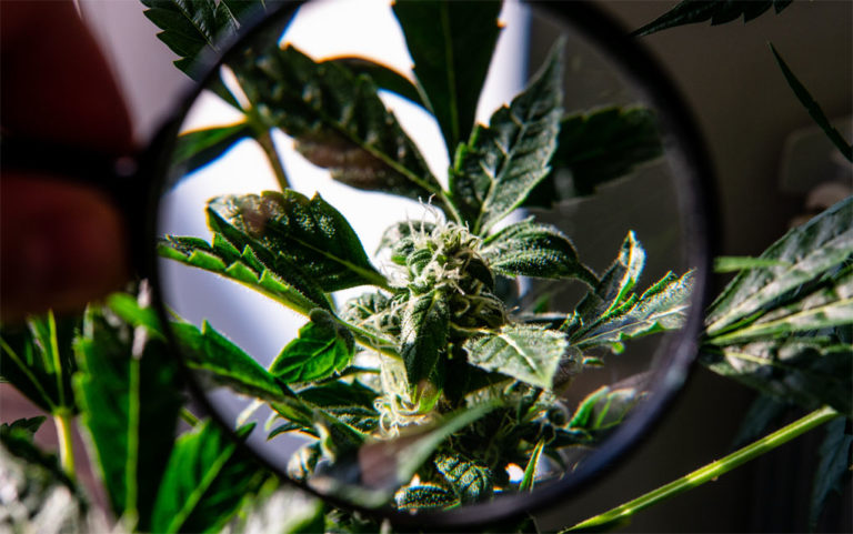 A dank new super-bug killer… maybe