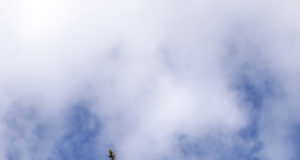 Stop and smell the roses