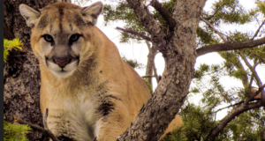CPW proposes plan to increase cougar killing in state for at least the next decade