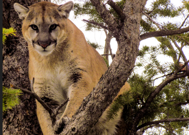CPW proposes plan to increase cougar killing in state for at least the next decade