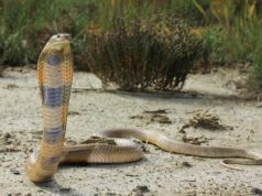 Bitten by the cobra effect