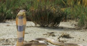 Bitten by the cobra effect