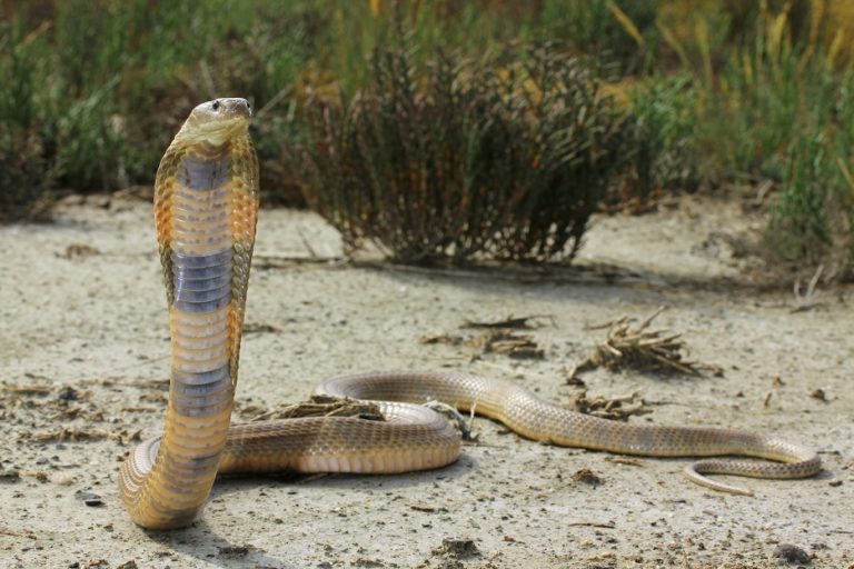Bitten by the cobra effect