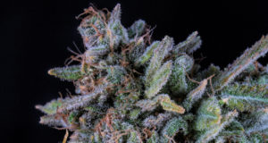 Golden oldie pot strains from the ’60s