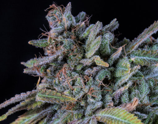 Golden oldie pot strains from the ’60s