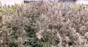 Higher than the rest