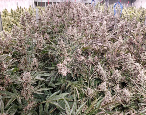 Higher than the rest