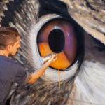 Davis_Owl eye