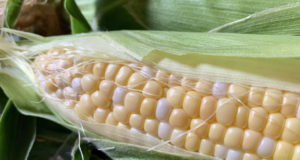 In season: Corn at Munson Farms