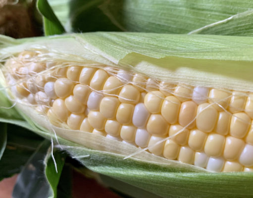 In season: Corn at Munson Farms