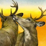 RobertMartin__WhitetailDeer_small