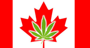 Medically validating pot: Canada’s first medical cannabis clinical trial