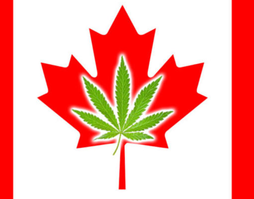 Medically validating pot: Canada’s first medical cannabis clinical trial