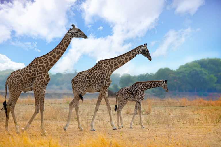 Tall order