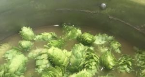 Reap the benefit of the hop harvest