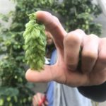 Chinook hops