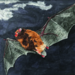 Burgquist Bat_Caitlin