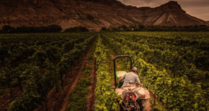 Colorado winemakers embrace harvest season amid myriad challenges