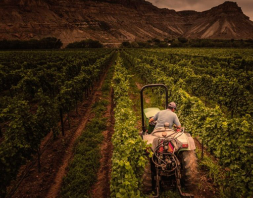 Colorado winemakers embrace harvest season amid myriad challenges