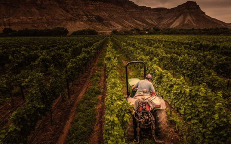 Colorado winemakers embrace harvest season amid myriad challenges