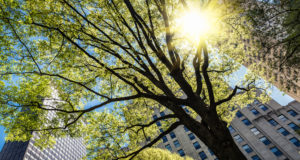 Can planting trees make a city more equitable?