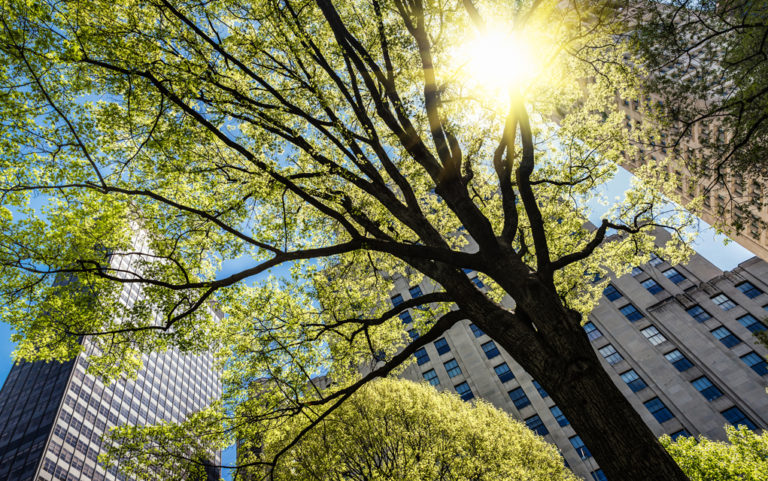 Can planting trees make a city more equitable?