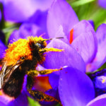 Pollinator