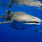 Betsy_Whale Shark