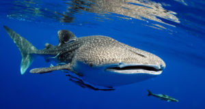 Swimming with whale sharks