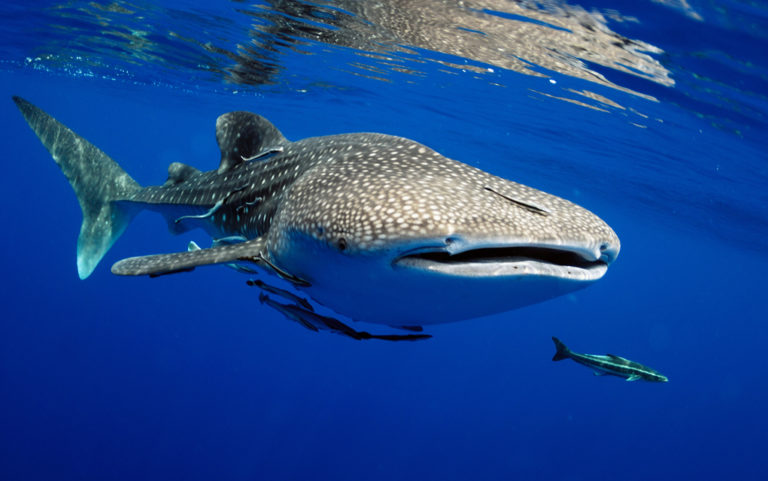 Swimming with whale sharks