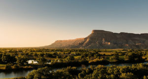 Frost in the vineyards