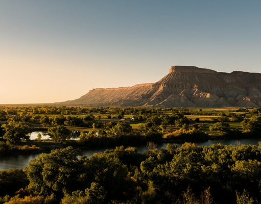 Frost in the vineyards