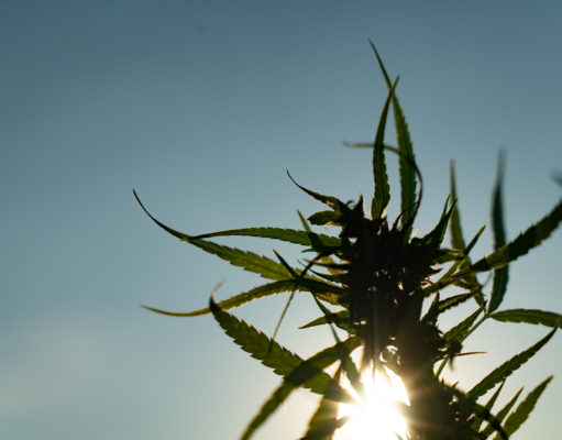 Guiding a growing industry