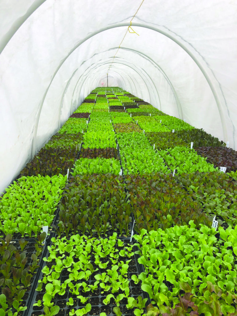 Seeding a dream