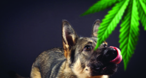 Hanging up the K-9 harness