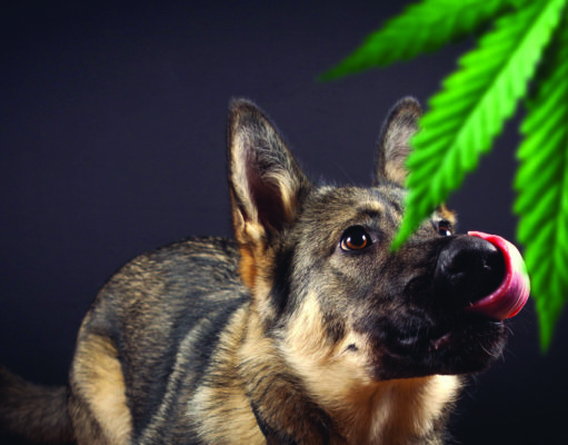 Hanging up the K-9 harness