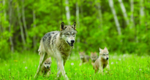 Re-endangering gray wolves