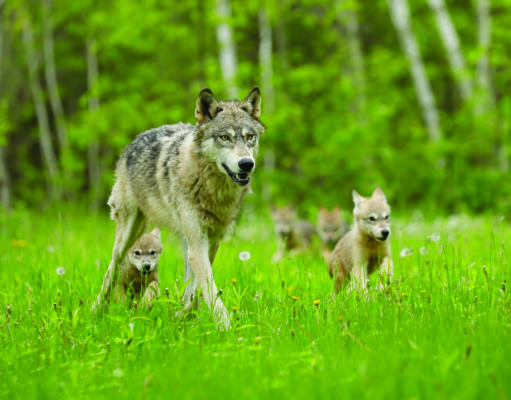 Re-endangering gray wolves