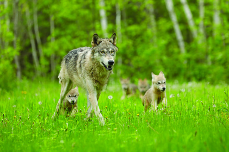 Re-endangering gray wolves