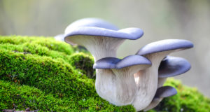 Cultivating solutions