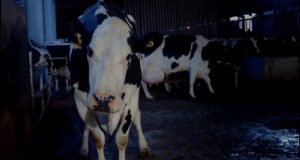 Out on the streets/down on the farm