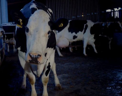 Out on the streets/down on the farm