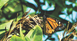 Citizen-science symbiosis