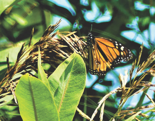 Citizen-science symbiosis