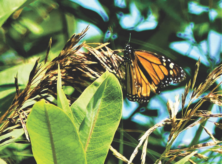 Citizen-science symbiosis