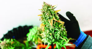 Up Your home grow game