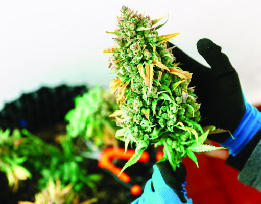 Up Your home grow game